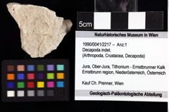 Foto (Objket + Etiketten) von Decapoda indet. 